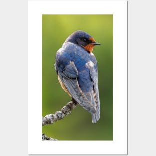 Profile of a Barn Swallow Posters and Art